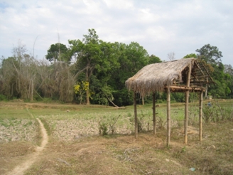 Foto Wald Kerala